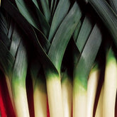 porree blaugrüner winter Farinto - Willemse