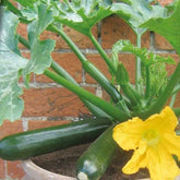 Topf-Zucchini ‘Patio Star’ F1 - Willemse