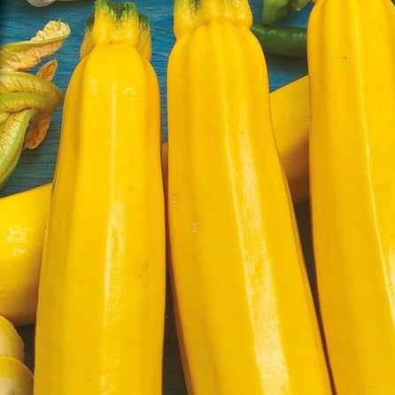 Samen für Zucchini - Zucchini Soleil F1 - Cucurbita pepo soleil f1