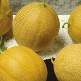 Zuckermelone ‘Outdoor Wonder’ F1 - Willemse