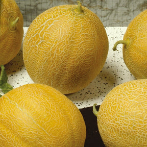 Zuckermelone ‘Outdoor Wonder’ F1 - Willemse