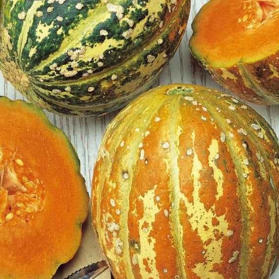 Zuckermelone Oranje Ananas - Willemse
