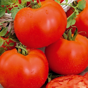 Tomate ‘Bonset’ F1 - Solanum lycopersicum bonset f1 - Willemse