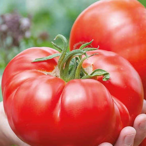 Fleischtomate Country Taste F1 Bio - Willemse