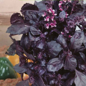 Ocimum basilicum dark opal - Rotblättriger Basilikum Dark Opal Bio - Bio-Kräuter