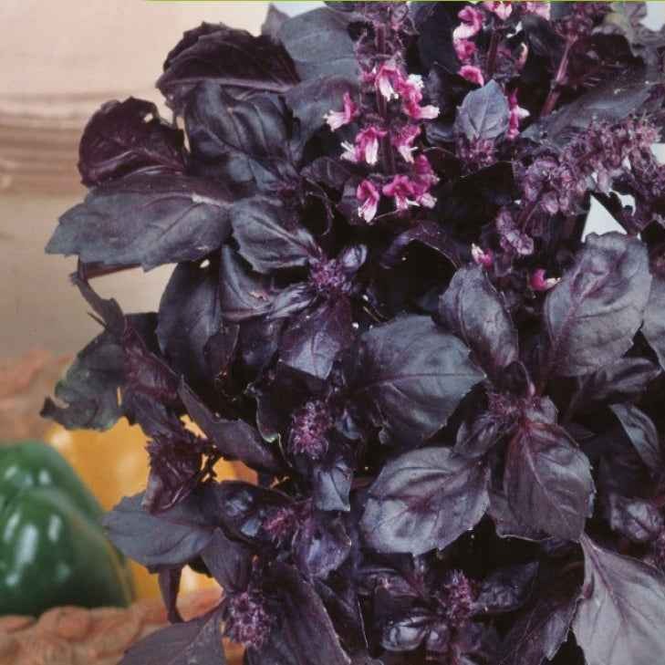 Ocimum basilicum dark opal - Rotblättriger Basilikum Dark Opal Bio - Bio-Kräuter