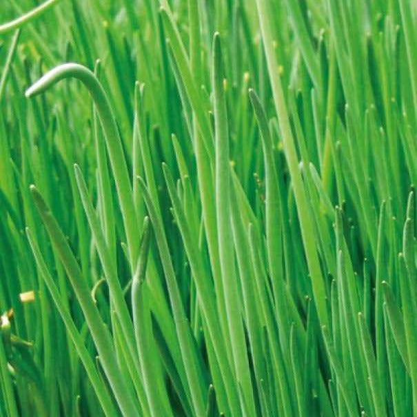 Schnittlauch Staro Bio - Willemse