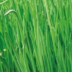 Collection de 4 aromatiques bio - Sammlung von Bio-Aromaten - Kräutersamen