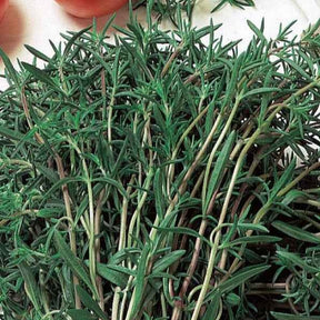 Gewöhnliches Bohnenkraut Bio - Willemse