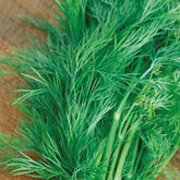 Dill Bouquet Bio - Willemse
