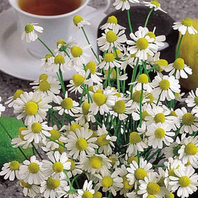 Deutsche Bio-Kamille - Willemse