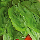 Sauerampfer ‘Green de Belleville’ - Willemse