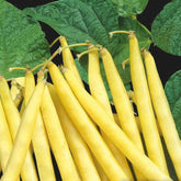 Buschbohne ‘Orinoco Wax’ - Willemse