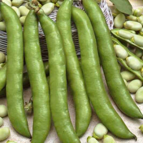 Verbesserte Bohne Driemaal Wit - Vicia faba driemaal wit - Willemse