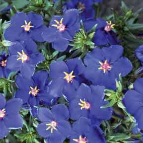 Blauer Gauchheil ‘Blue Moon’ - Anagallis monelli ssp linifolia - Willemse