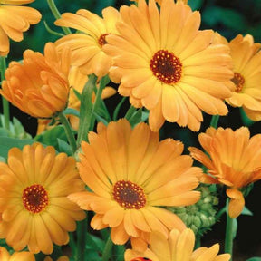 Ringelblume ‘Grand Nova’ Bio - Willemse