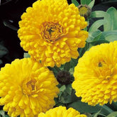 Ringelblume ‘Golden Yellow’ - Willemse