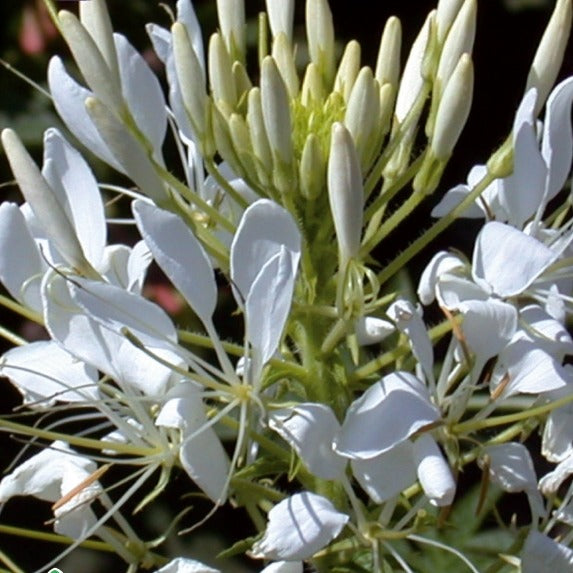 Dornige Cleome White Queen - Willemse