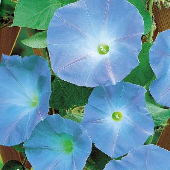 Blaue Prunkwinde Heavenly Blue - Willemse
