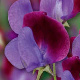 Duftwicke ‘Cupani’s Original 1699’ - Willemse