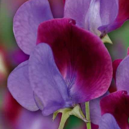 Duftwicke Cupani's Original 1699 - Willemse