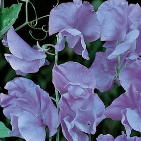 Duftwicke Lord Nelson - Willemse