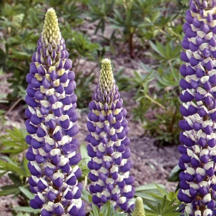 Staudenlupine Russell Hybrids The Governer - Willemse