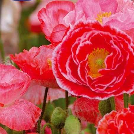 Mohnblume Falling in Love - Willemse