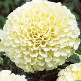 Studentenblume Eskimo F1 - Willemse