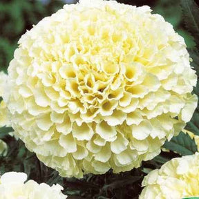 Studentenblume Eskimo F1 - Willemse