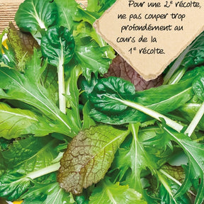 Geschnittener Kopfsalat mix - Willemse