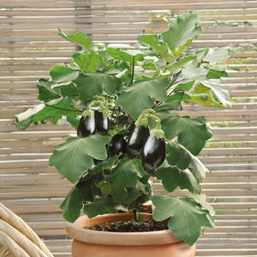 Topf-Aubergine 'Patio Baby' F1 - Willemse