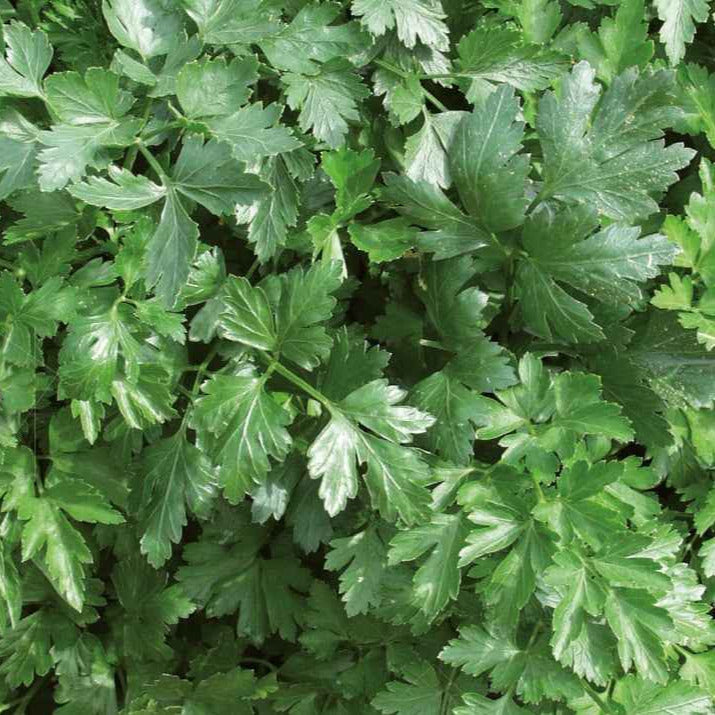 Petersilie Italian Giant - Hilmar Bio - Willemse