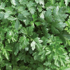 Sammlung von Bio-Aromaten - Collection de 4 aromatiques bio - Willemse