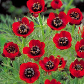 Sommer-Adonisröschen ‘Deep Red’ - Willemse