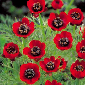 Sommer-Adonisröschen ‘Deep Red’ - Willemse