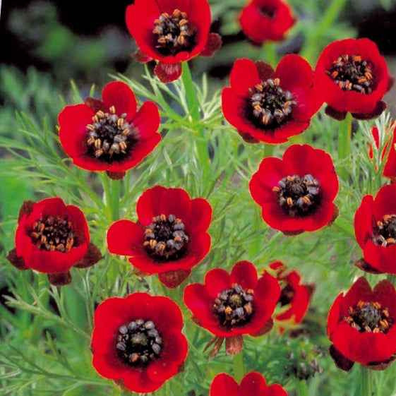 Sommer-Adonisröschen Deep Red - Willemse