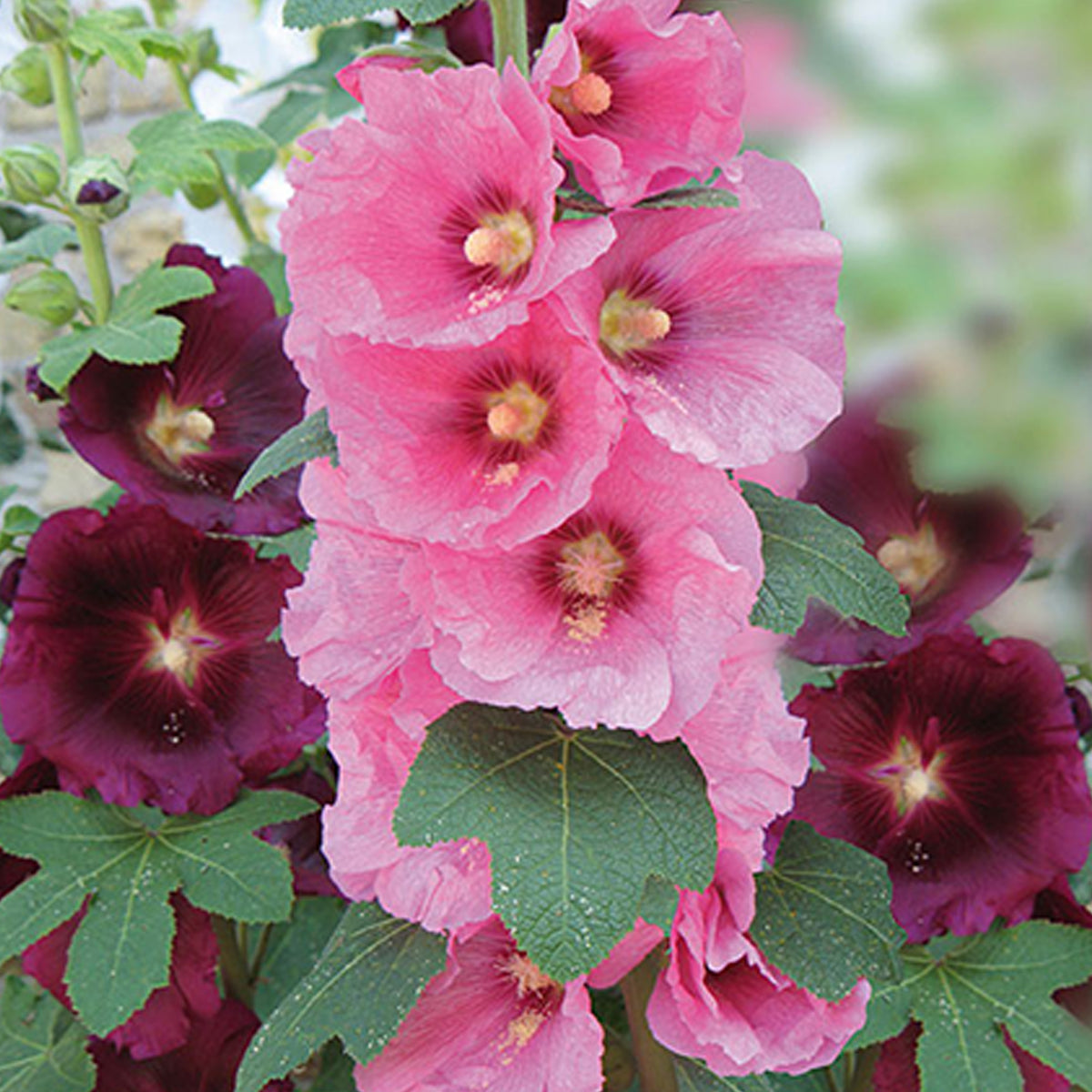 Stockrose Antwerp Stars Mischung - Willemse