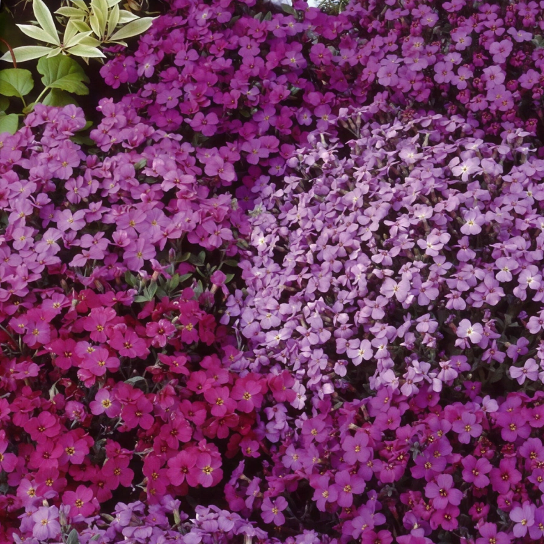 Aubrieta (Blaukissen) Stauden-Mischung 'Cascade' - Willemse