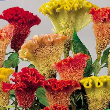 Silber Brandschopf Crete de Coq Triangle Mischung - Willemse