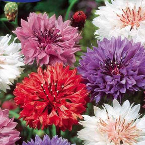 Kornblumen Mischung - Centaurea cyanus - Willemse