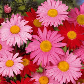 Stauden-Chrysantheme & Pyrethrum 'Robinson's Giants' Mischung - Willemse