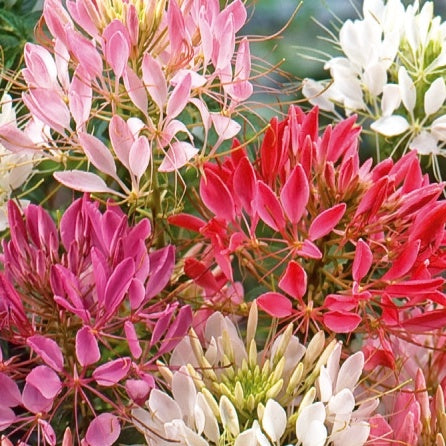 Dornige Cleome Colour Fountain mix gemischt - Willemse