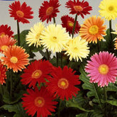 Gerbera Australian Giants Mischung - Willemse