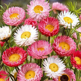 Strohblumen Australien Mischung - Willemse