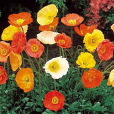 Islandmohn ‘Artist’s Glory’ Mischung - Willemse