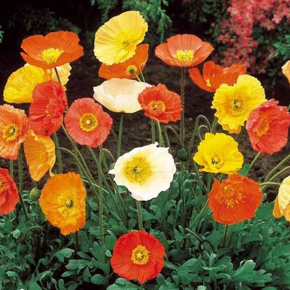 Safran- oder Islandmohn Artist's Glory Mischung - Willemse