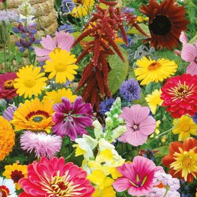 Bienen- und Schmetterlingsfreundliche Blumenmischung Bio - Willemse