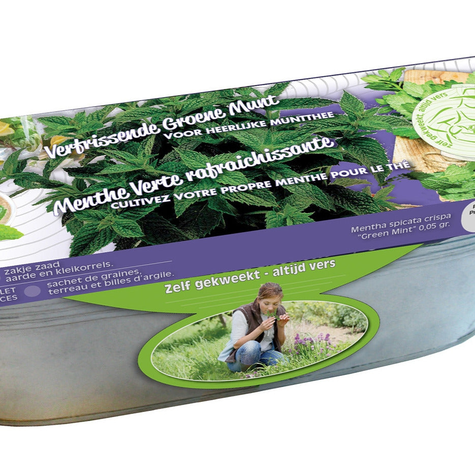 Set Krauseminze im Blumenkasten Zink - Willemse