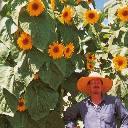 Sonnenblume 'Kong F1' - Helianthus annuus kong f1 - Willemse